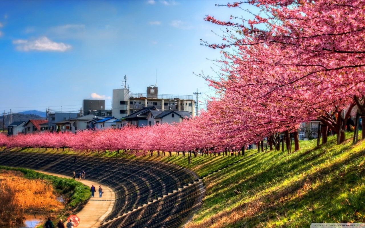 Ряд цветущих вишен над прогулочной дорожкой