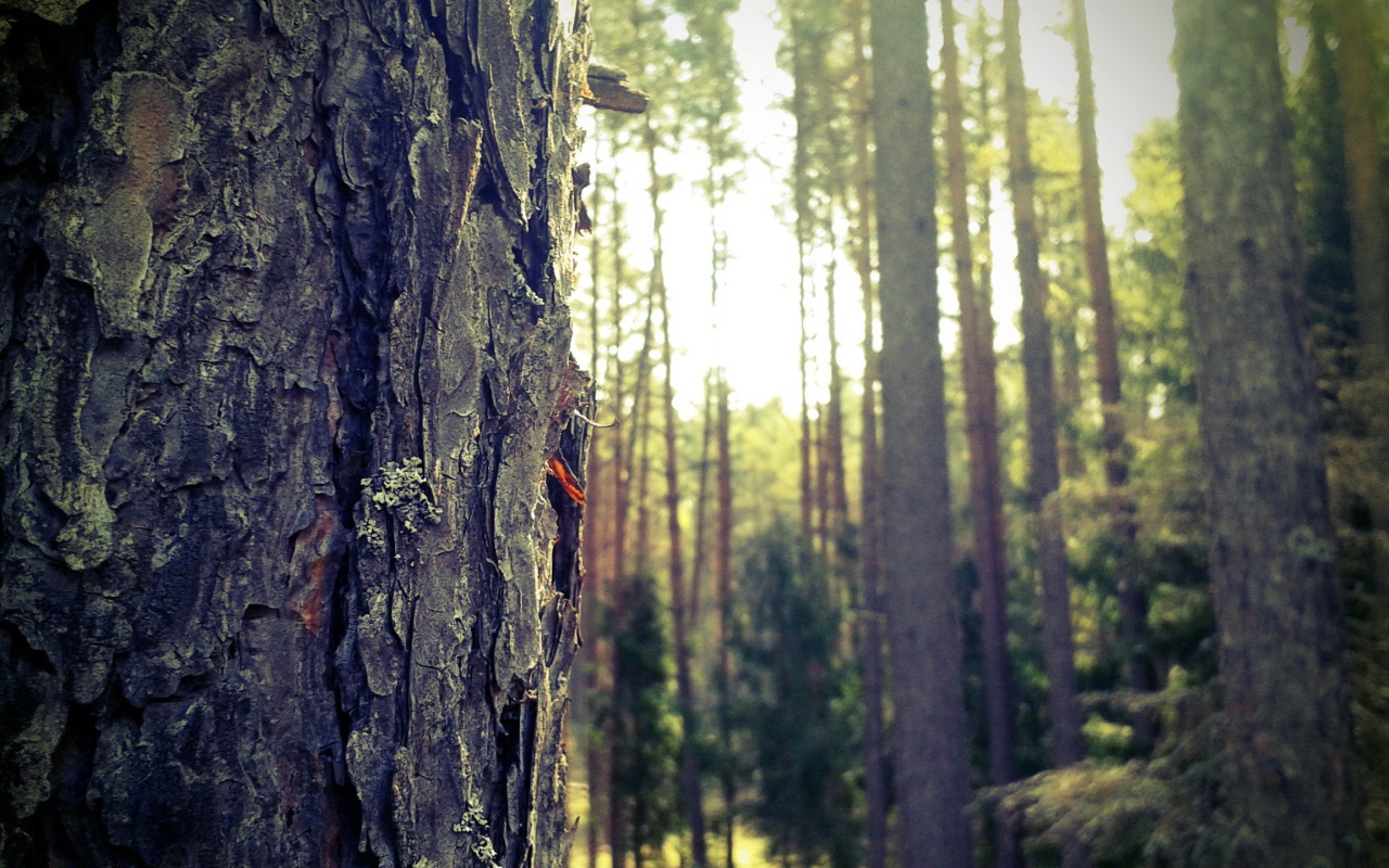 Лес в Мазурии, Польша