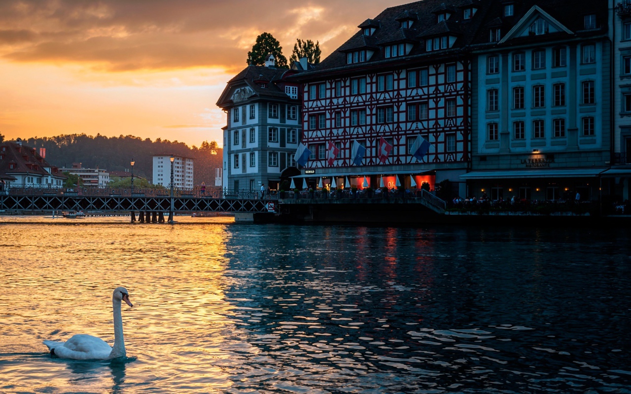 Лебедь на озере, Швейцария