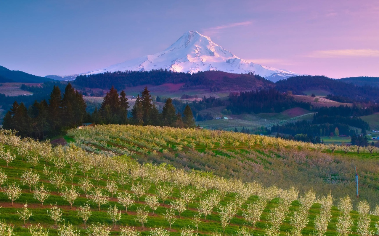 Фруктовый сад на ферме в США