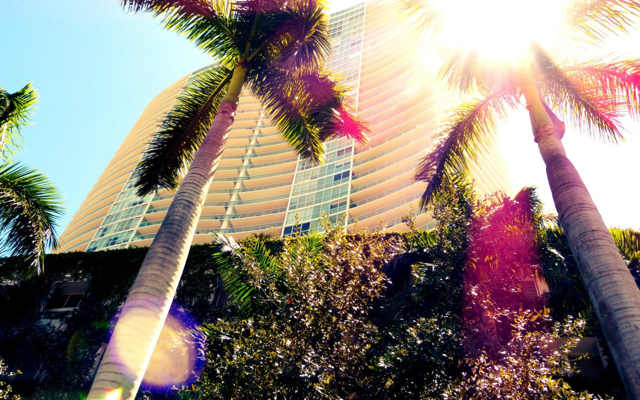 Пальмы в Майами