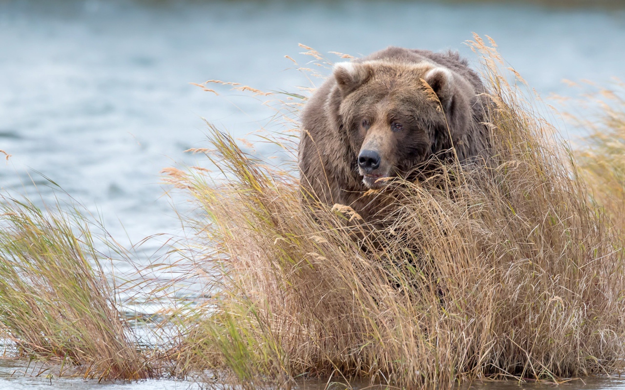 Большой бурый медведь идет в зарослях по воде