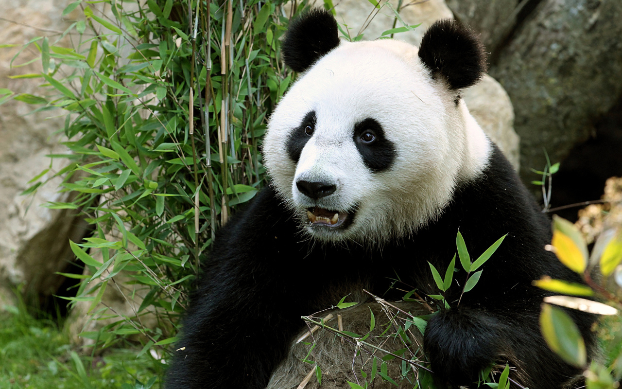 Забавная морда медведя панды