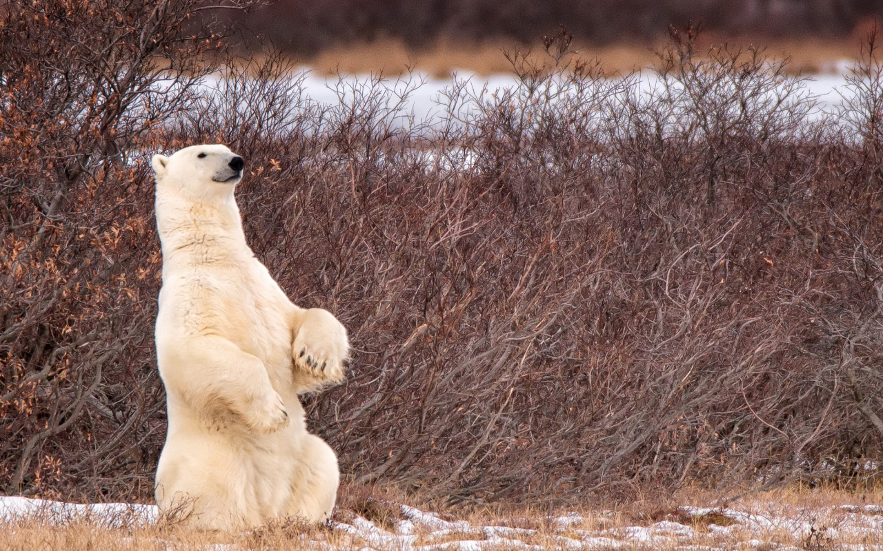 Белый медведь сидит на задних лапах