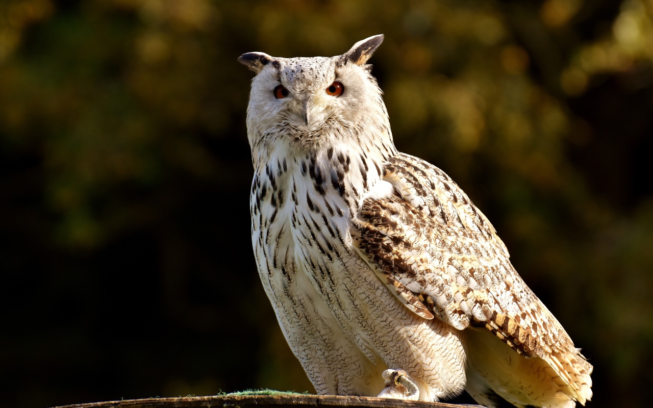 Большая белая сова сидит на ветке