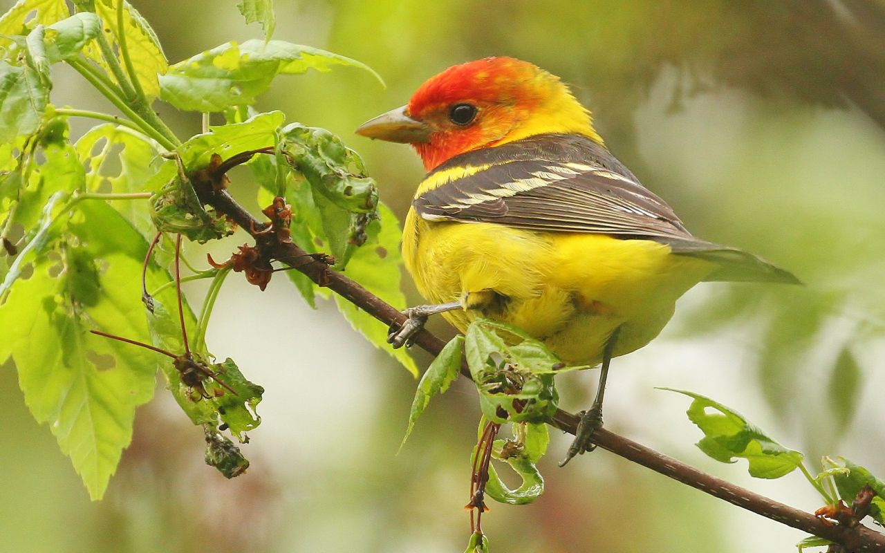 Птица красноголовая пиранга сидит на ветке 