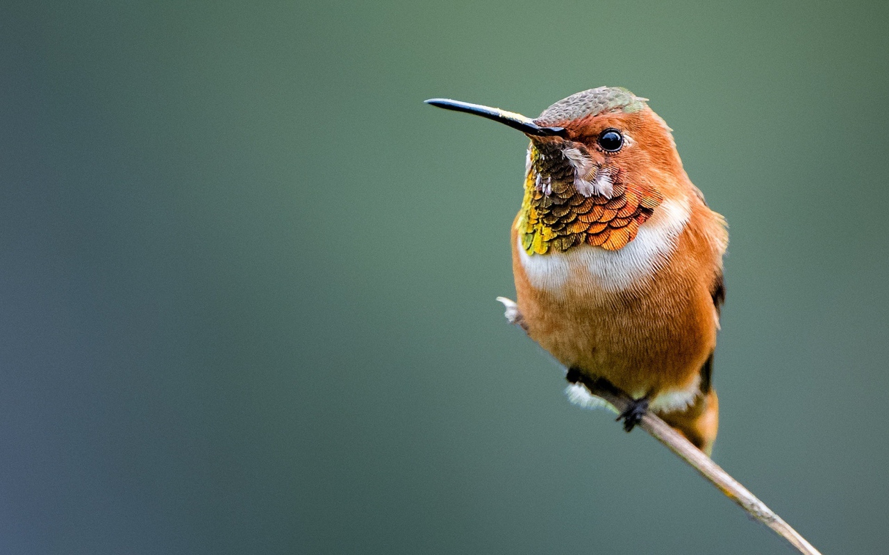 Маленькая птица колибри сидит на ветке 