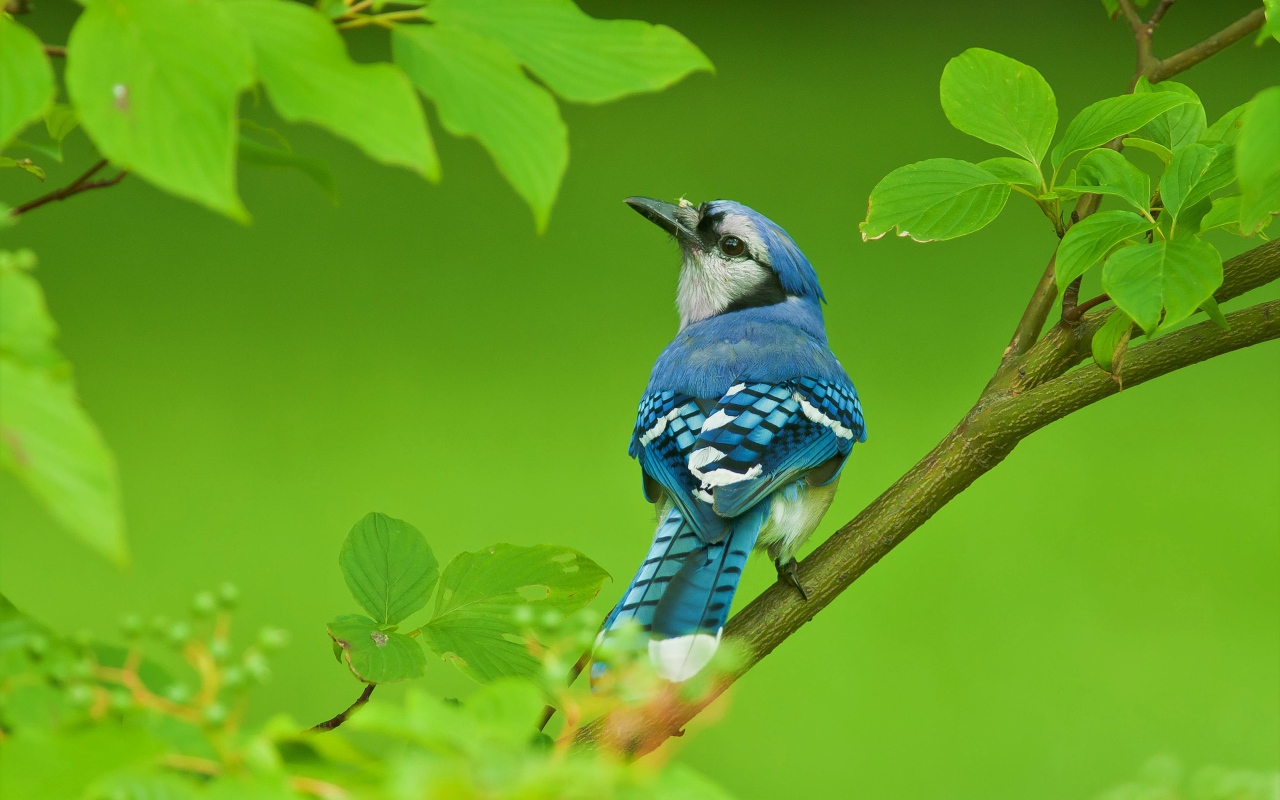 Маленькая голубая сойка сидит на ветке с зелеными листьями