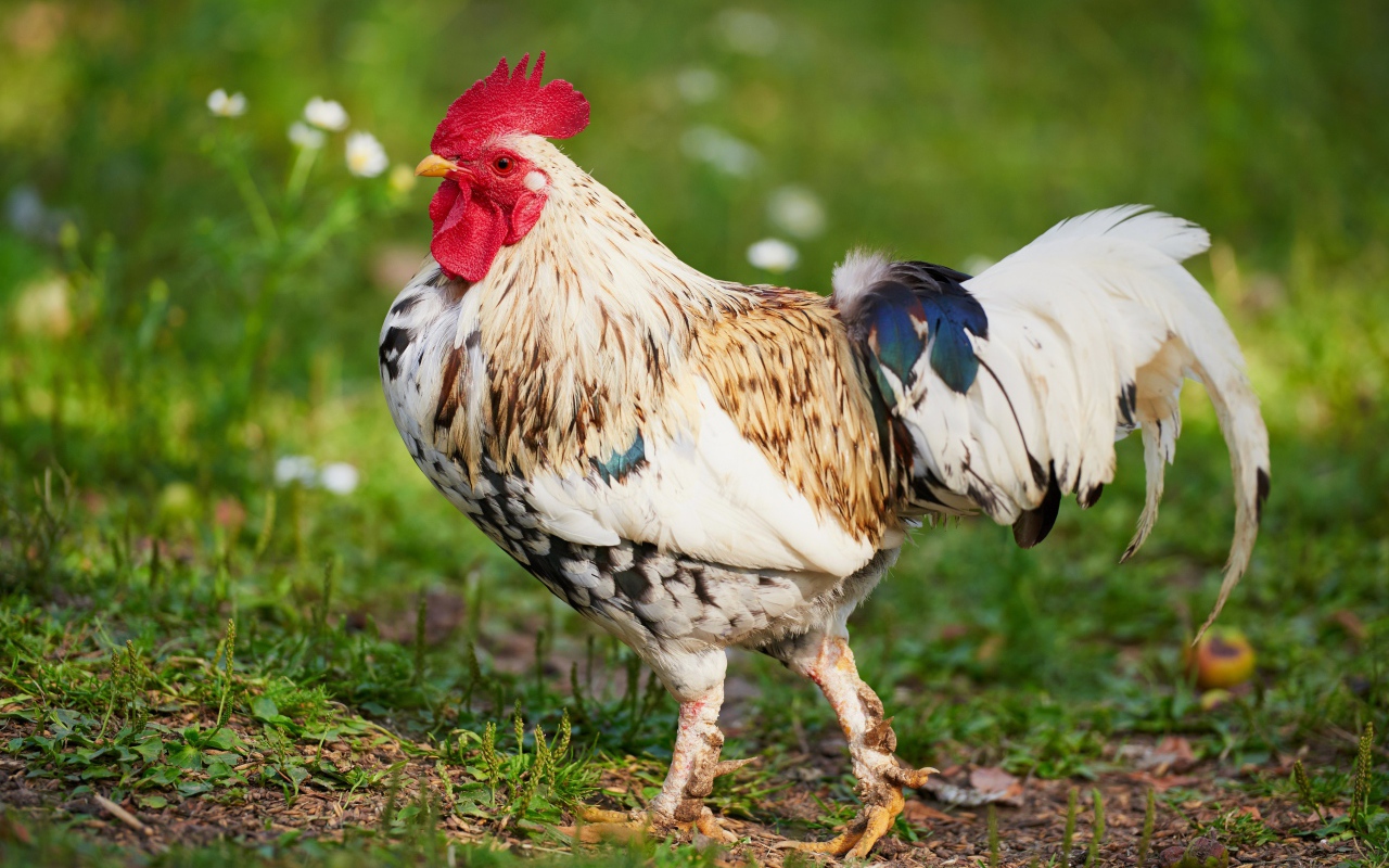 Красивый породистый петух 