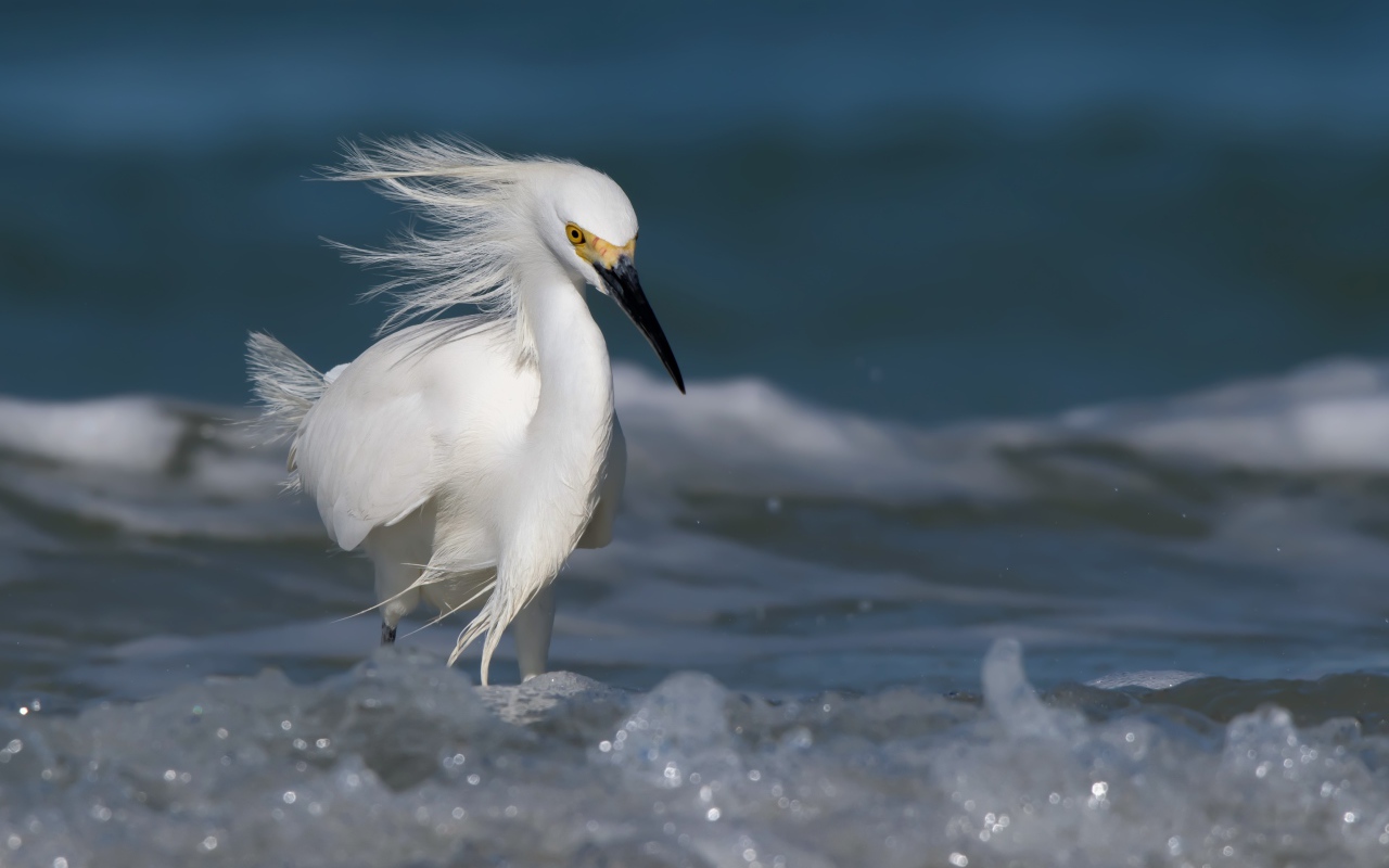 Красивая белая цапля с черным клювом в воде 