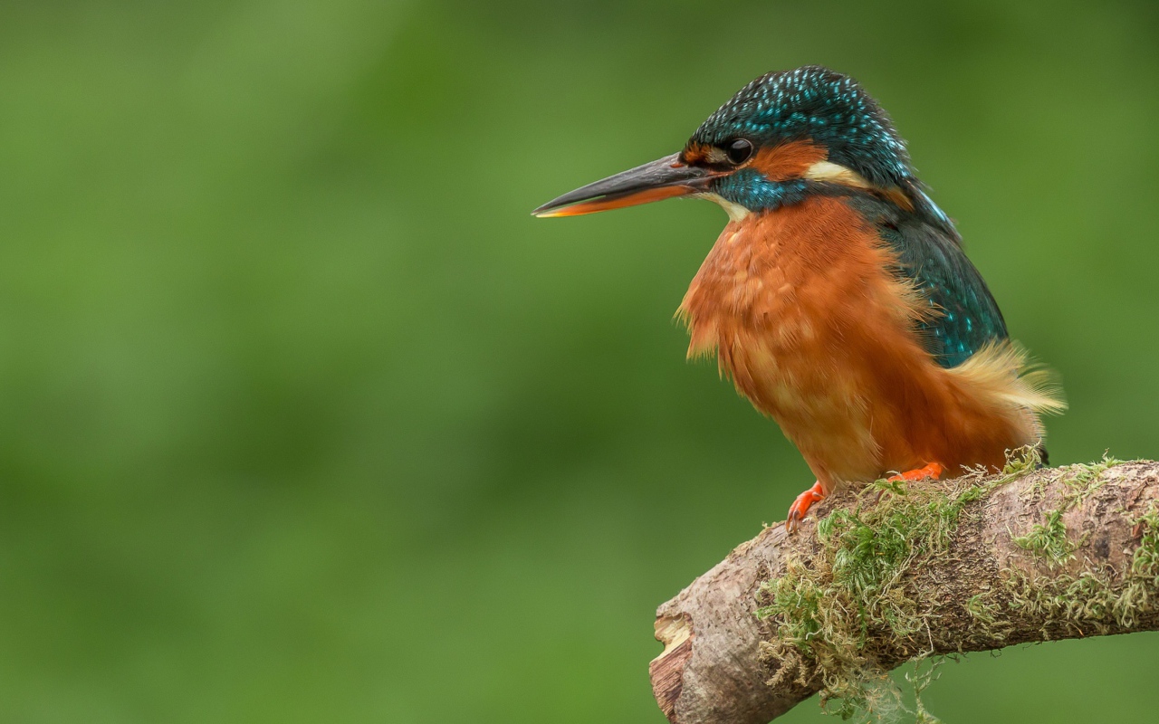 Птица зимородок сидит на ветке дерева