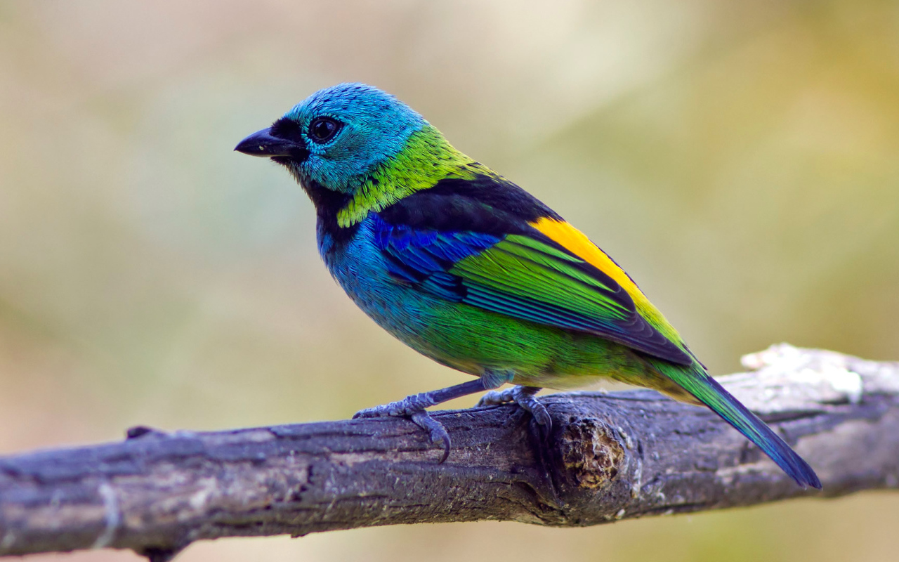 Яркая  птица танагра на ветке 