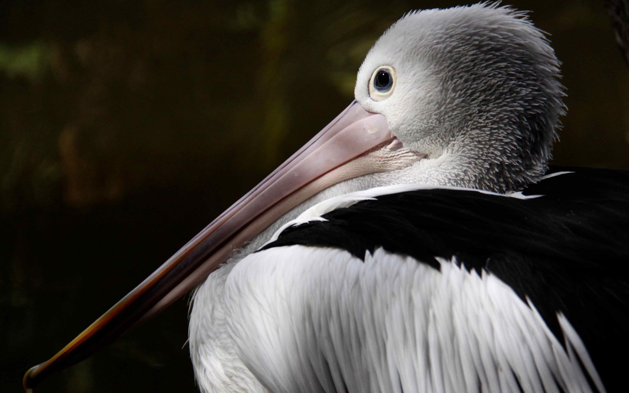Большой австралийский пеликан крупным планом