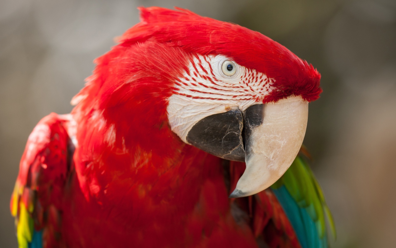Зелено - красный попугай ара  