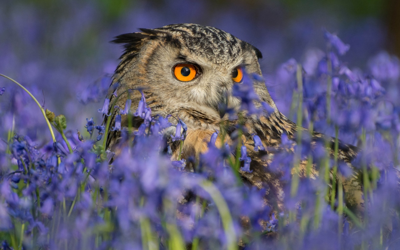 Сова спряталась в голубых полевых цветах 