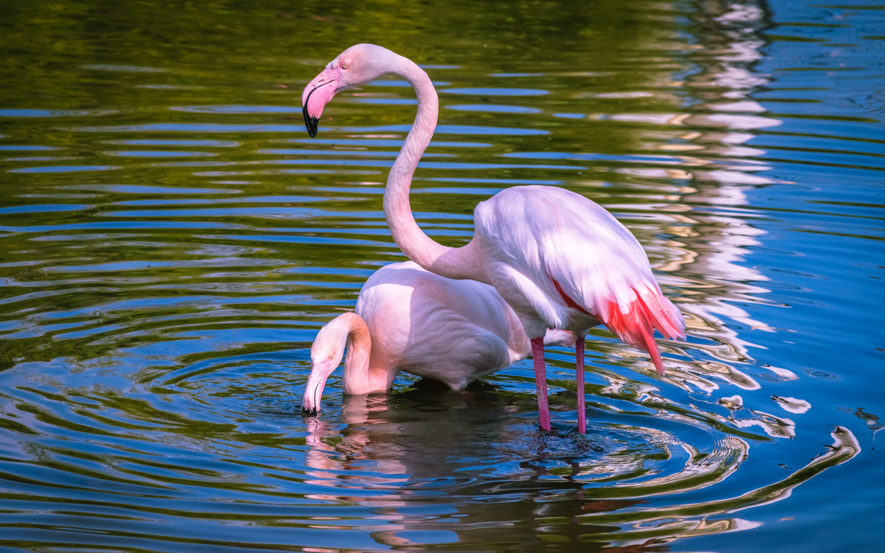 Два розовых фламинго купаются в воде
