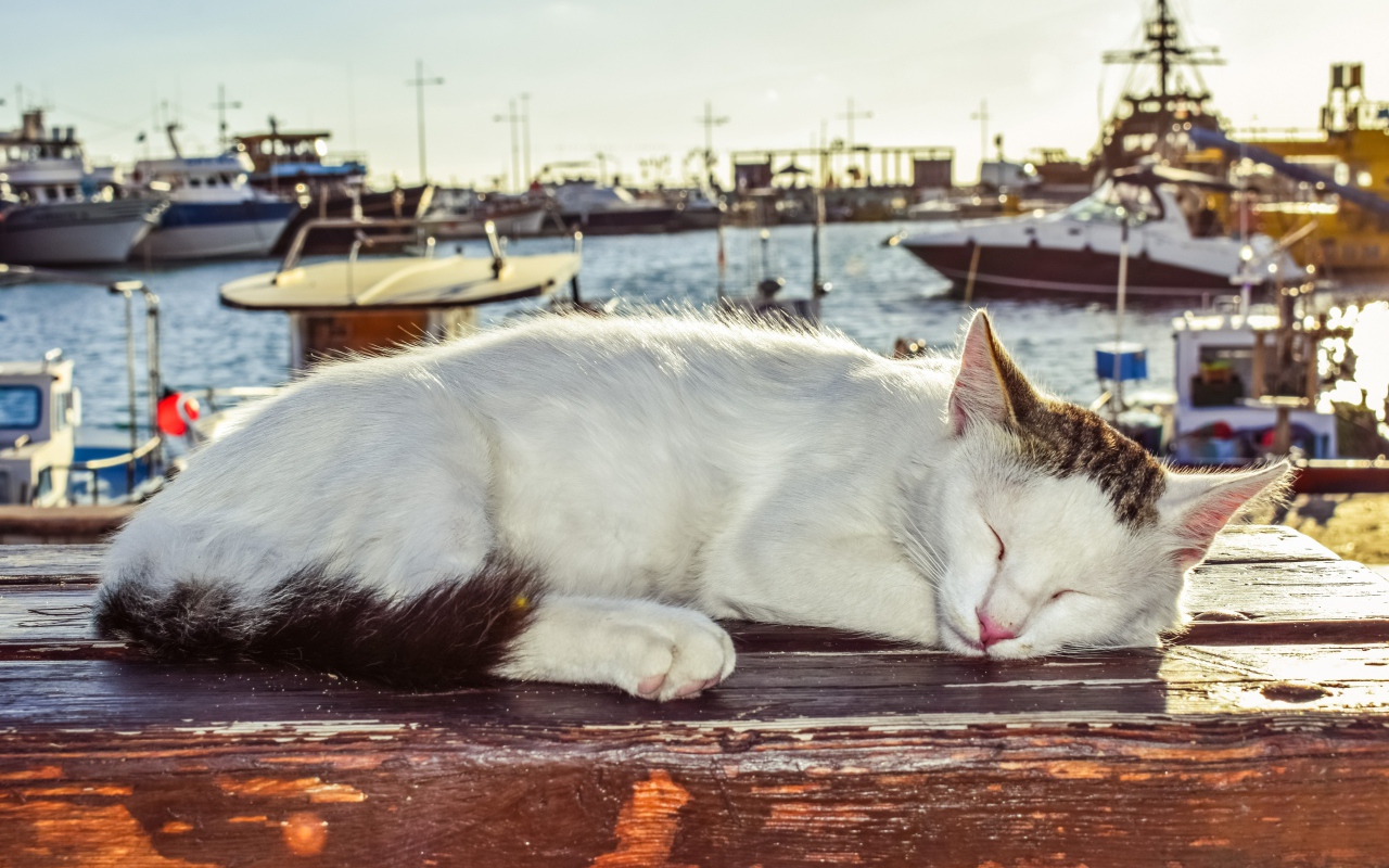 Кот спит под солнцем на лавке в порту