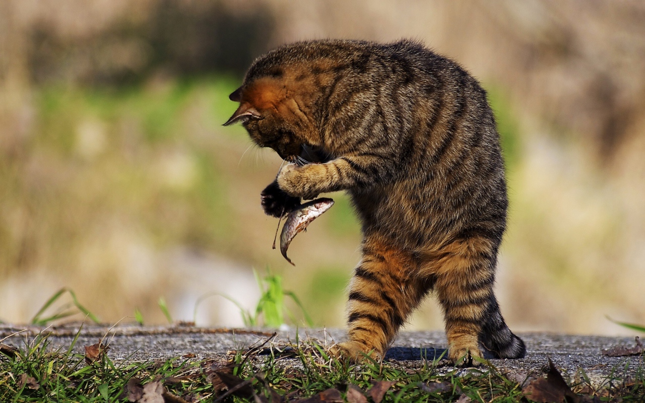 Серый кот поймал маленькую рыбу 
