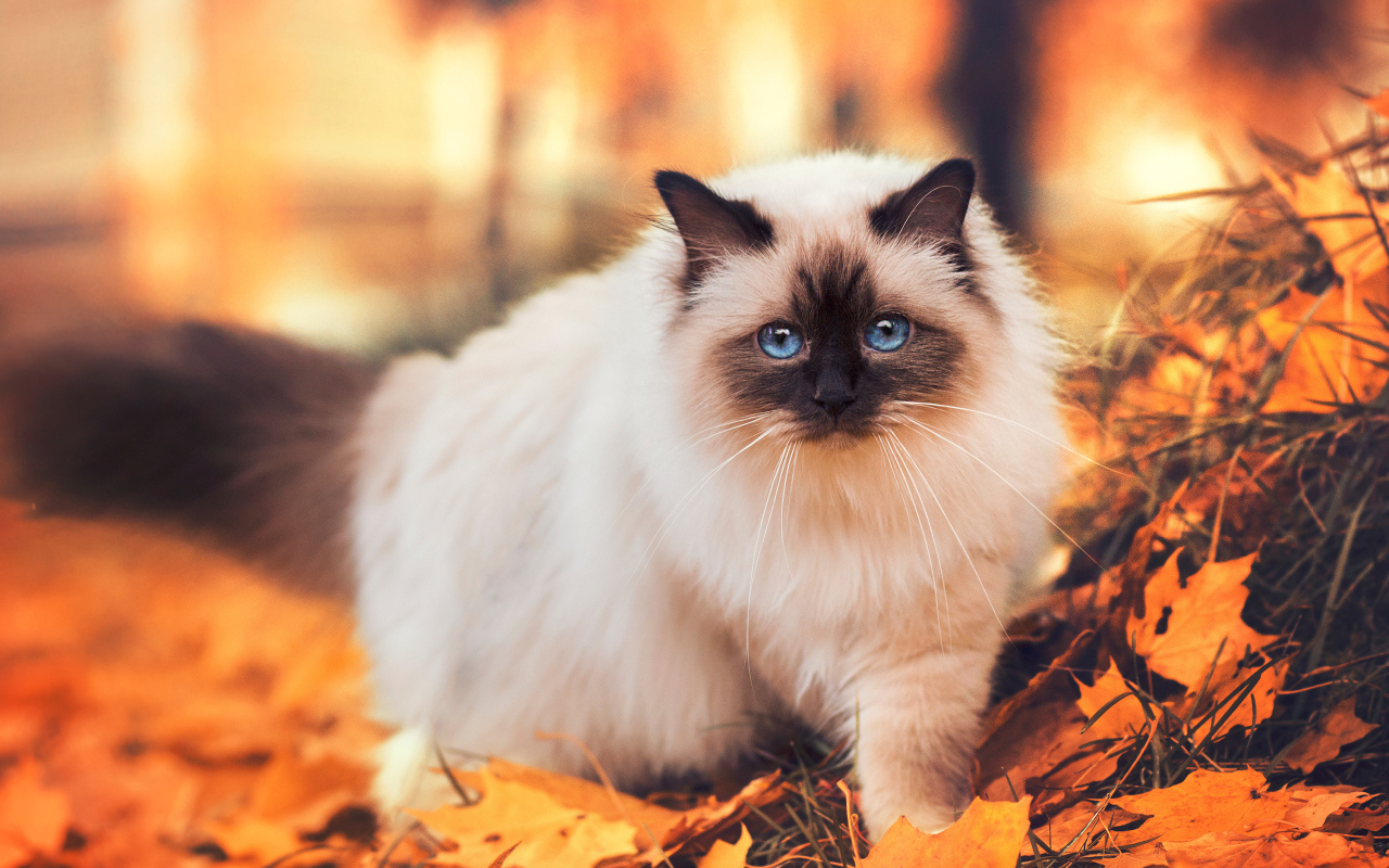 Породистый сиамский кот с голубыми глазами гуляет по желтой листве