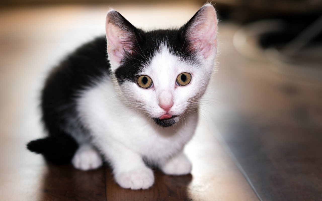 Маленький черно-белый котенок с высунутым языком