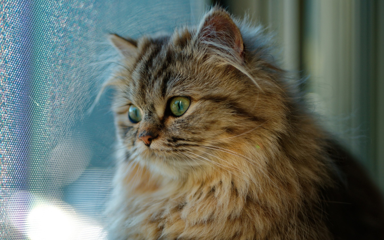 Красивый пушистый зеленоглазый кот смотрит в окно