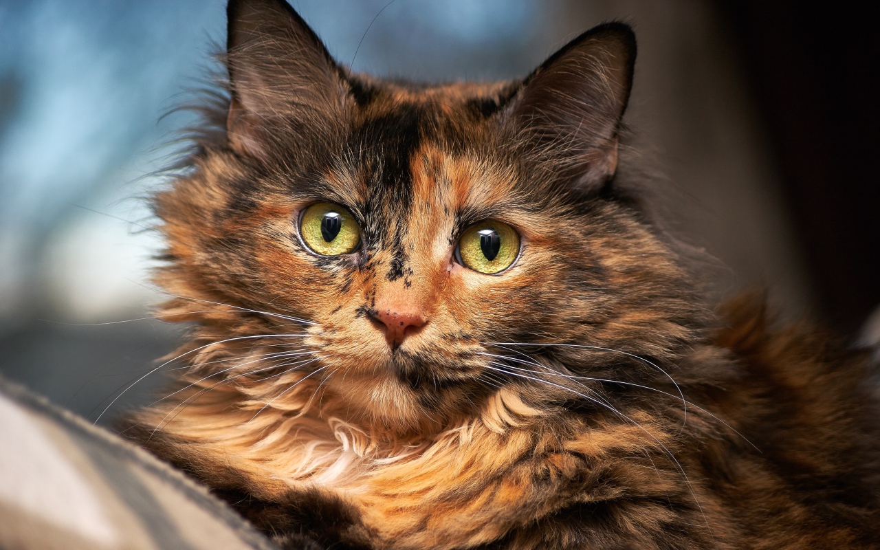 Красивая трехцветная кошка с большими зелеными глазами 