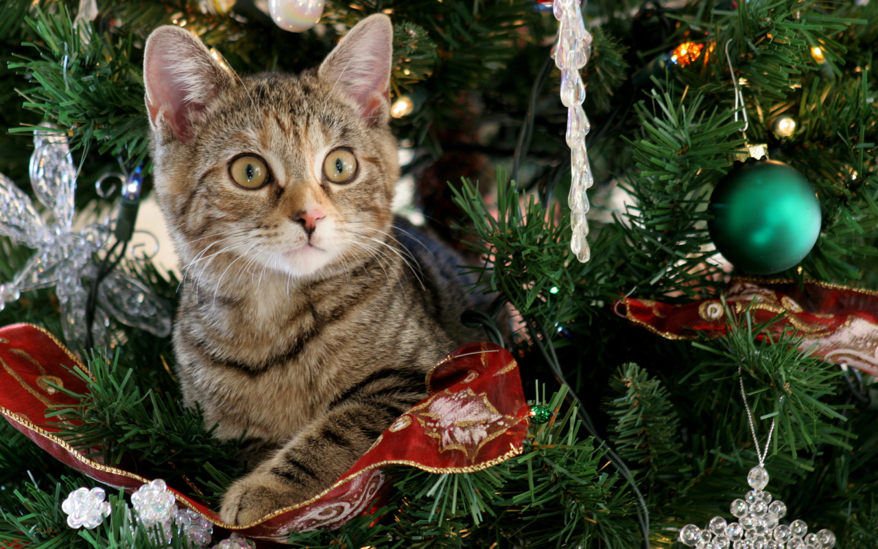 Любопытный серый котенок на наряженное елке