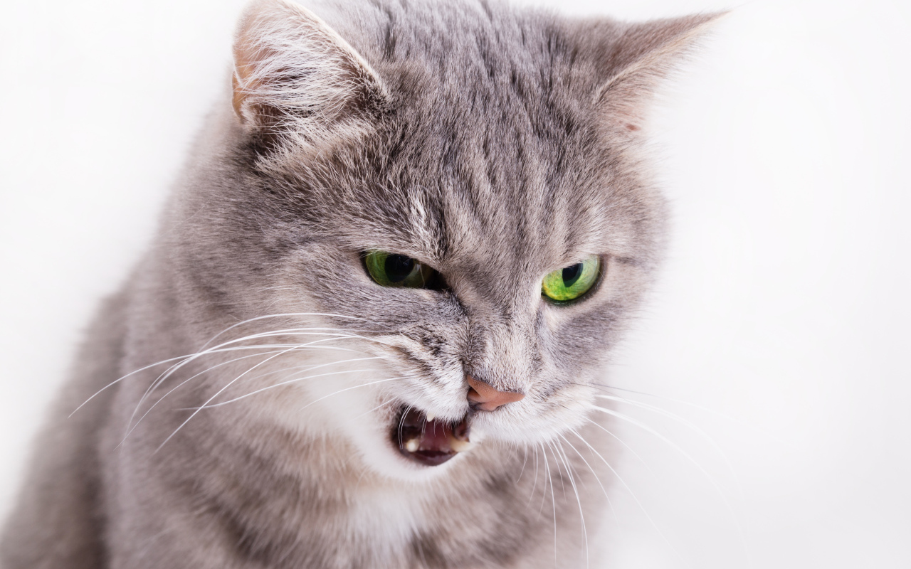 Хмурый взгляд серой кошки на белом фоне