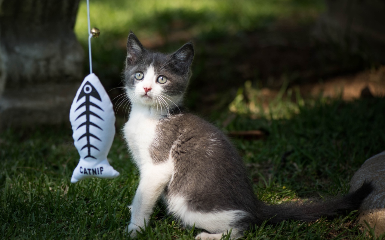 Маленький котенок играет с игрушкой на зеленой траве