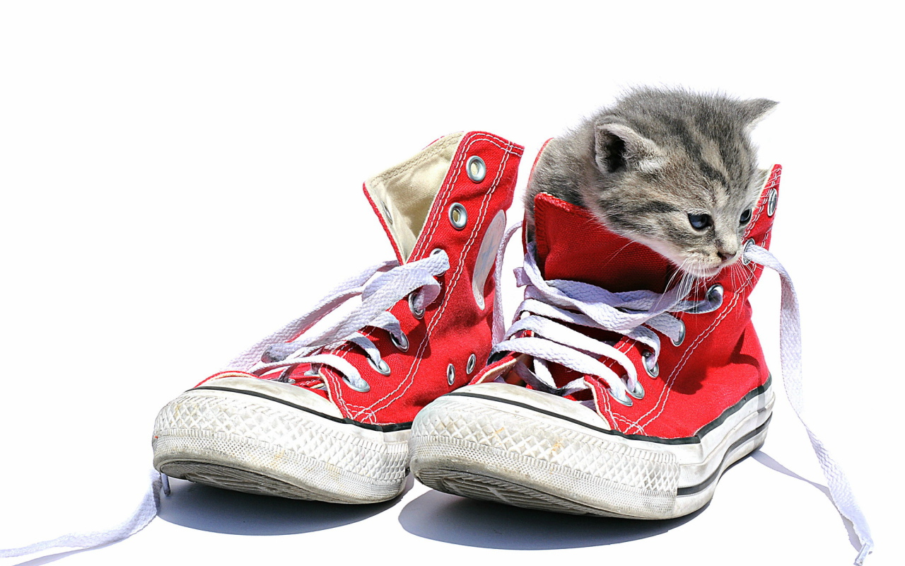 Маленький котенок сидит в кедах на белом фоне