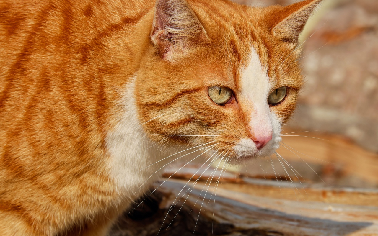 Красная макрель табби кошка