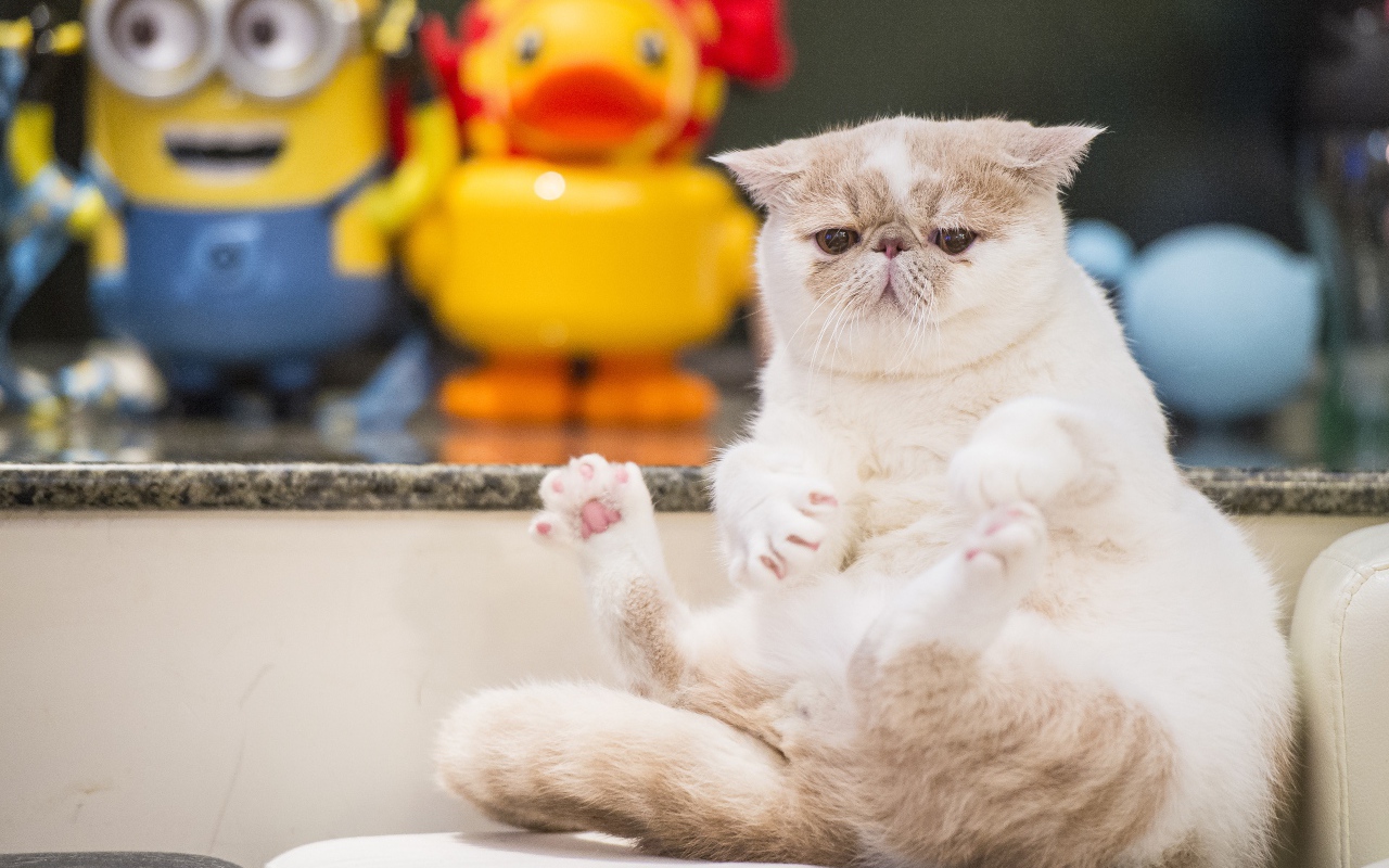 Грустный кот породы экзотическая короткошёрстная кошка