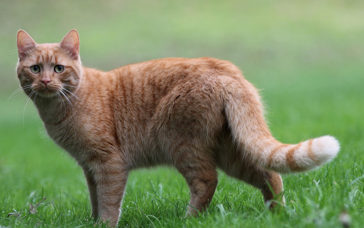 Грустный рыжий кот стоит на зеленой траве