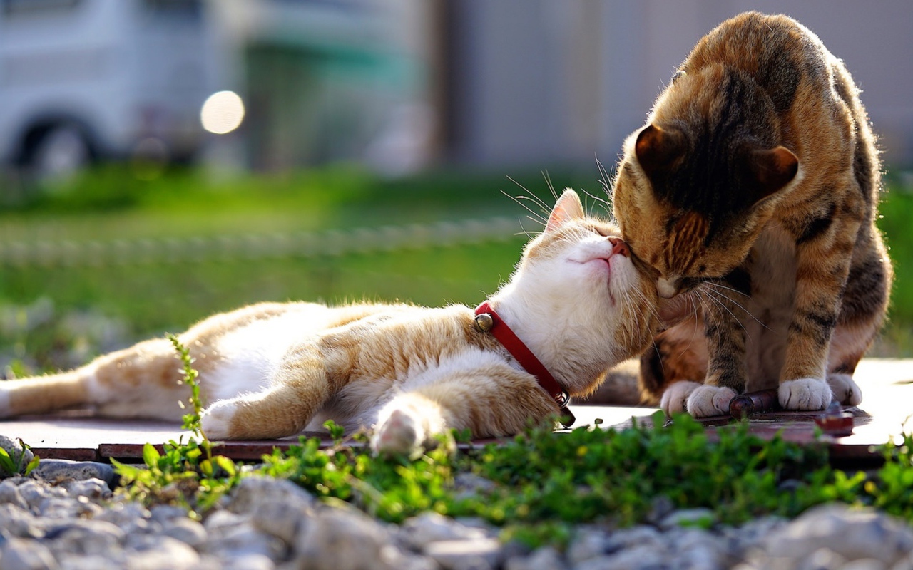 Весенняя кошачья любовь 