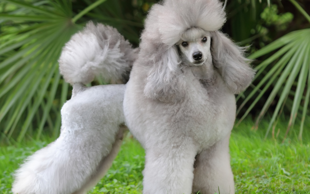 Красивый пушистый серый пудель позирует