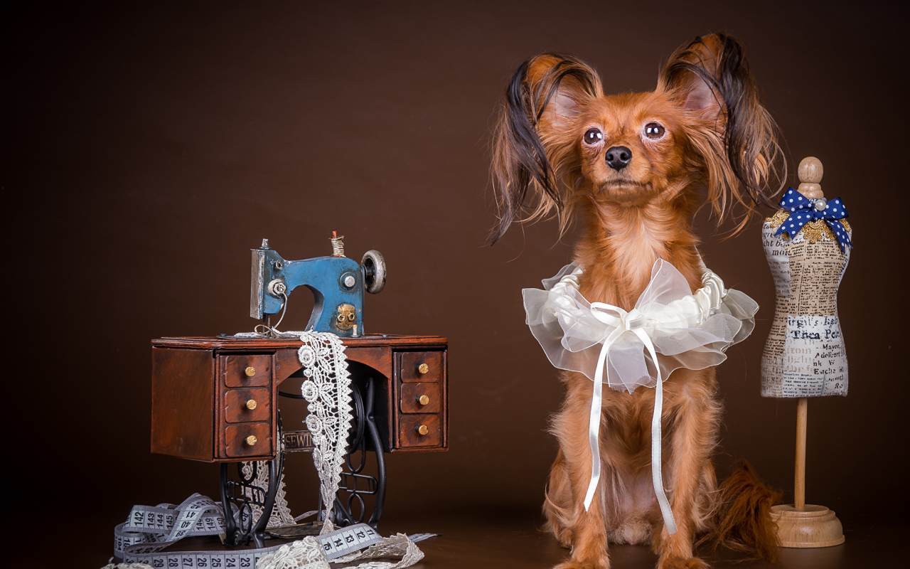 Собака породы русский той терьер позирует в наряде