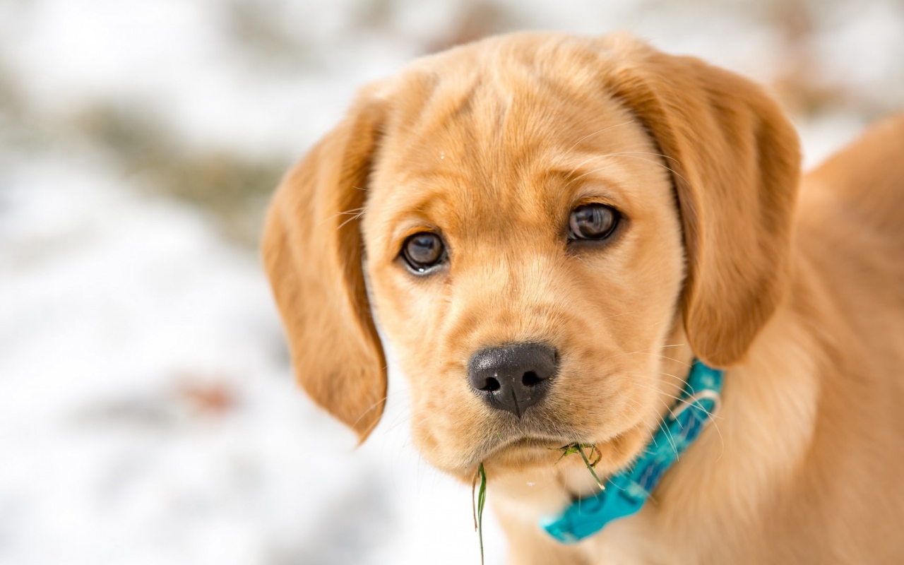 Маленький грустный щенок в голубом ошейнике