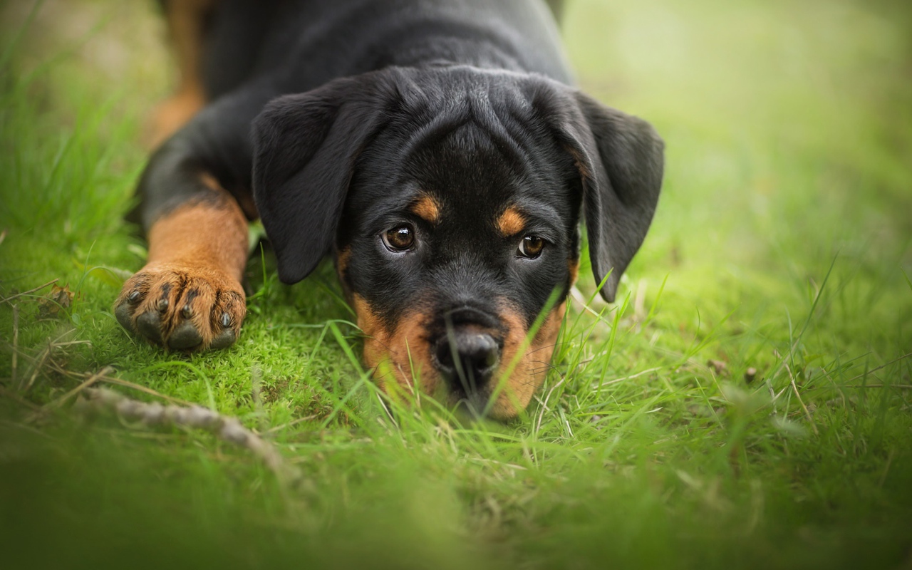 Грустный щенок ротвейлера лежит на зеленой траве