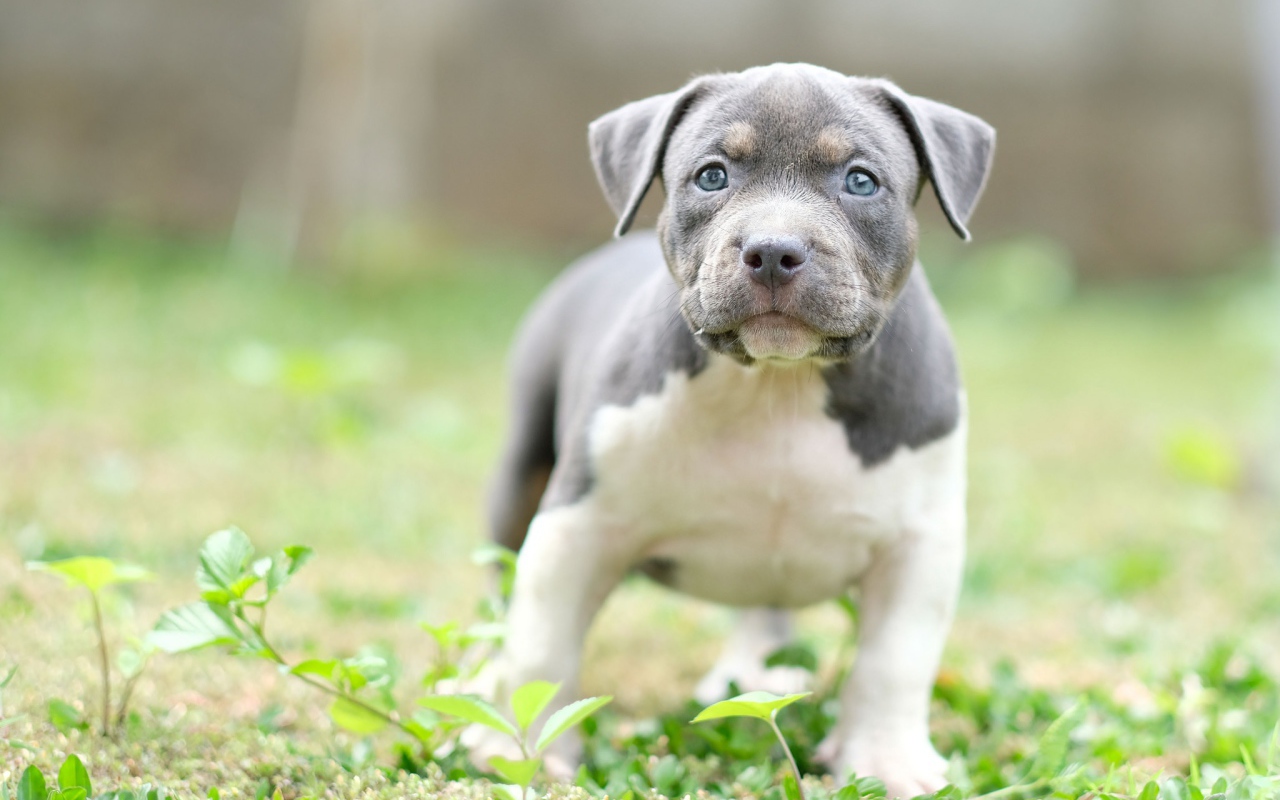Маленький голубоглазый щенок английского стаффордширского  бультерьера