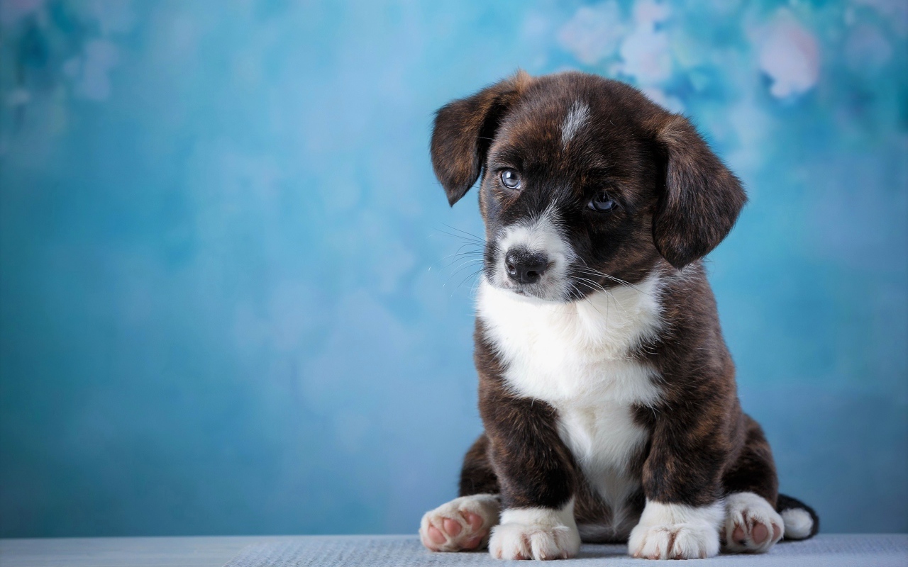 Маленький грустный щенок с голубыми глазами сидит на голубом фоне