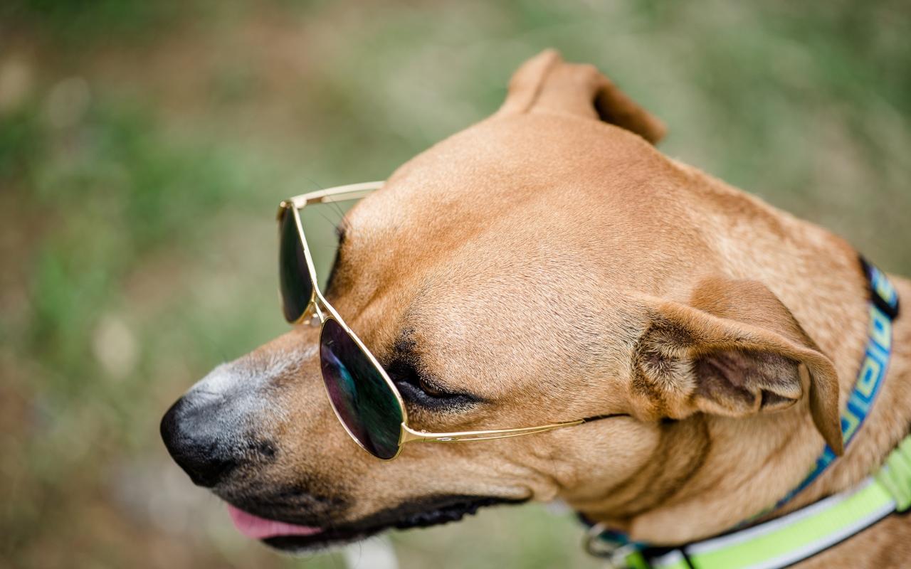 Большая собака в очках