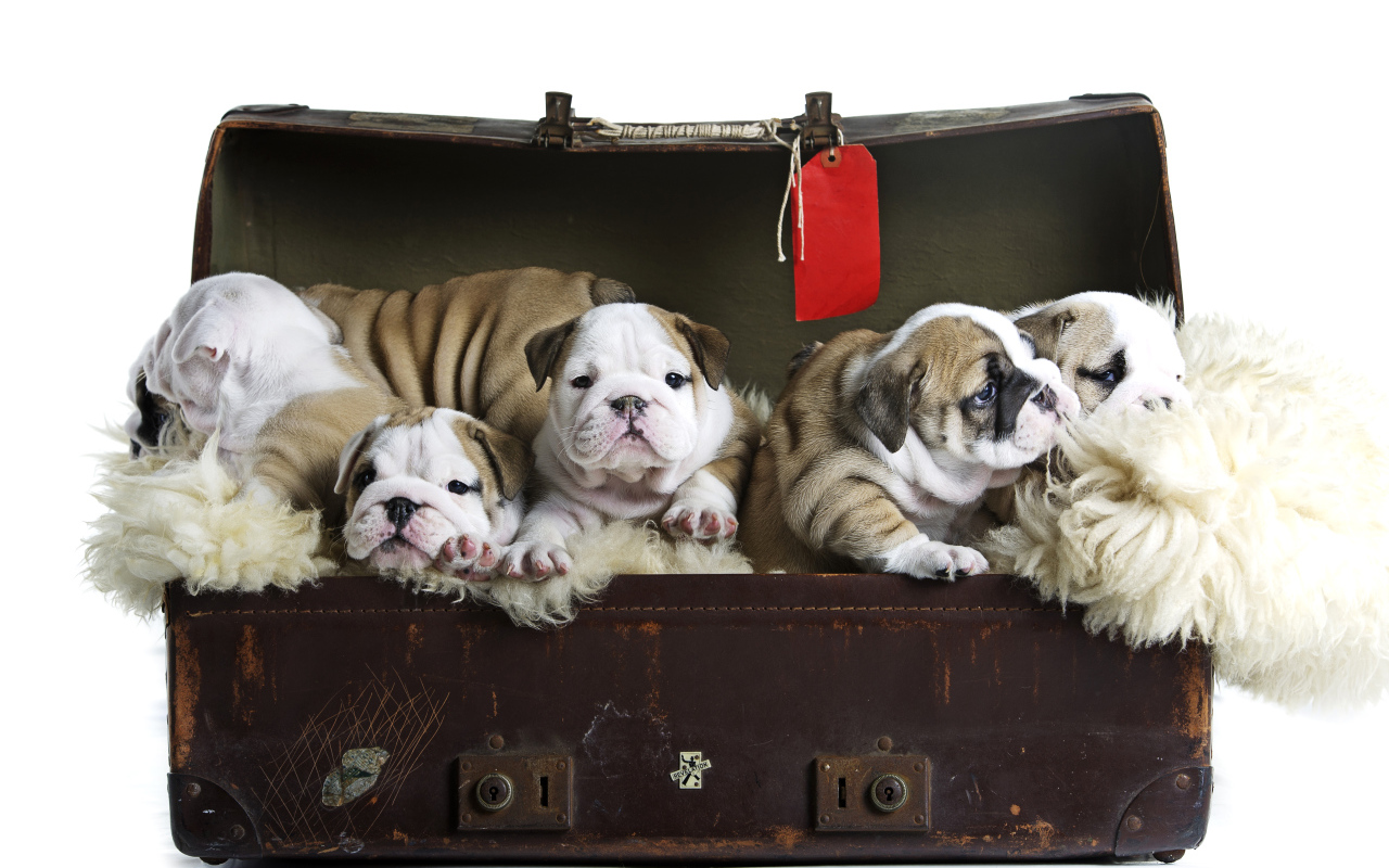 Большой старый чемодан со щенками английского бульдога