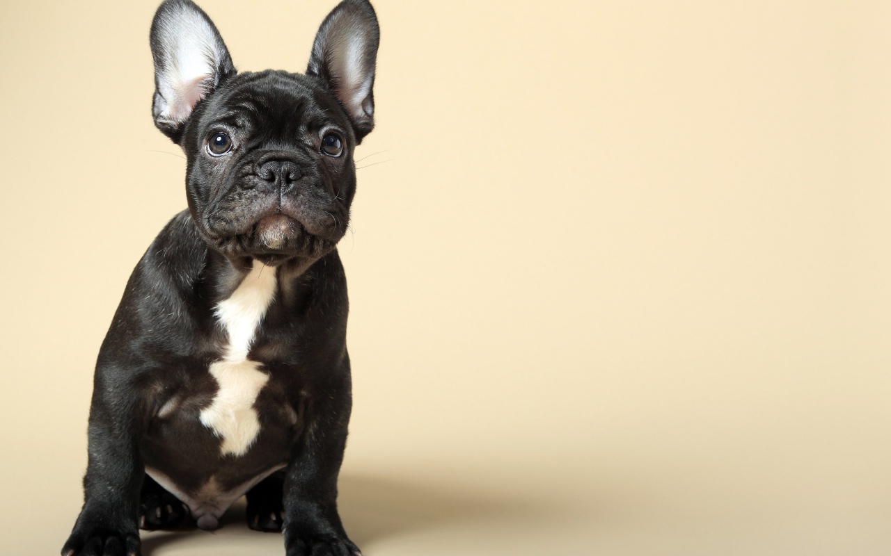 Черный щенок французского бульдога на бежевом фоне