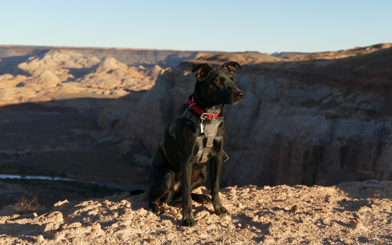 Черная умная собака сидит на скале у обрыва