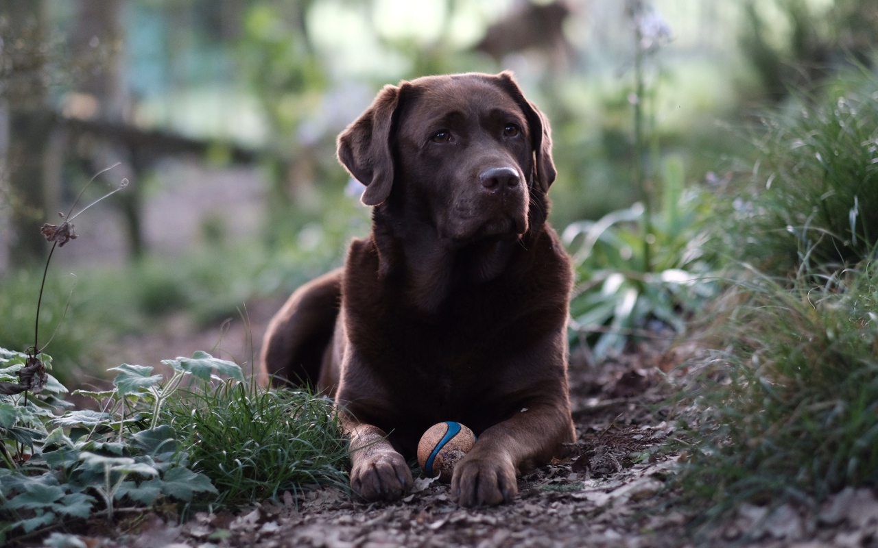 Коричневый лабрадор с мячиком лежит на зеленой траве