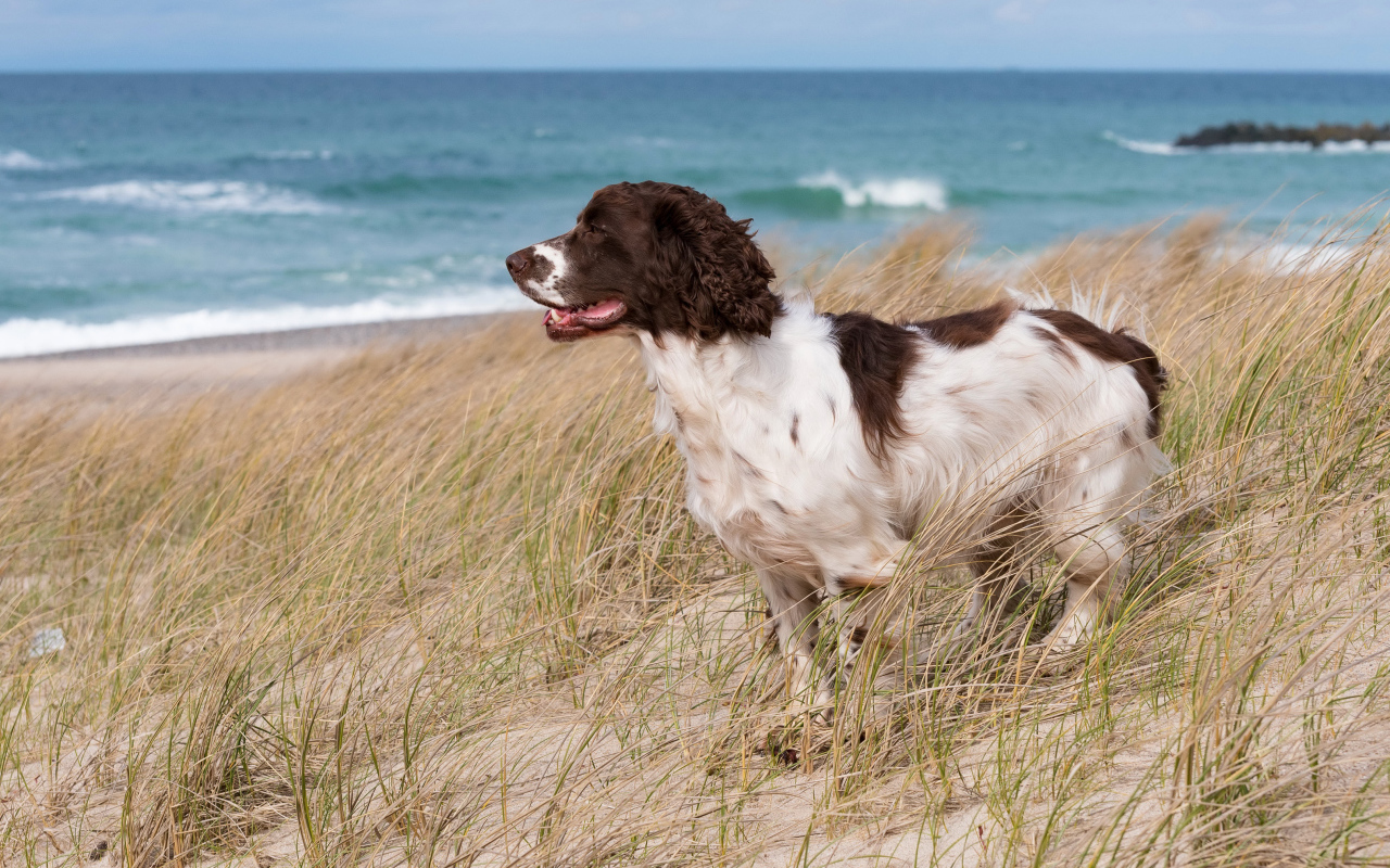 Кокер спаниель стоит на траве на побережье моря