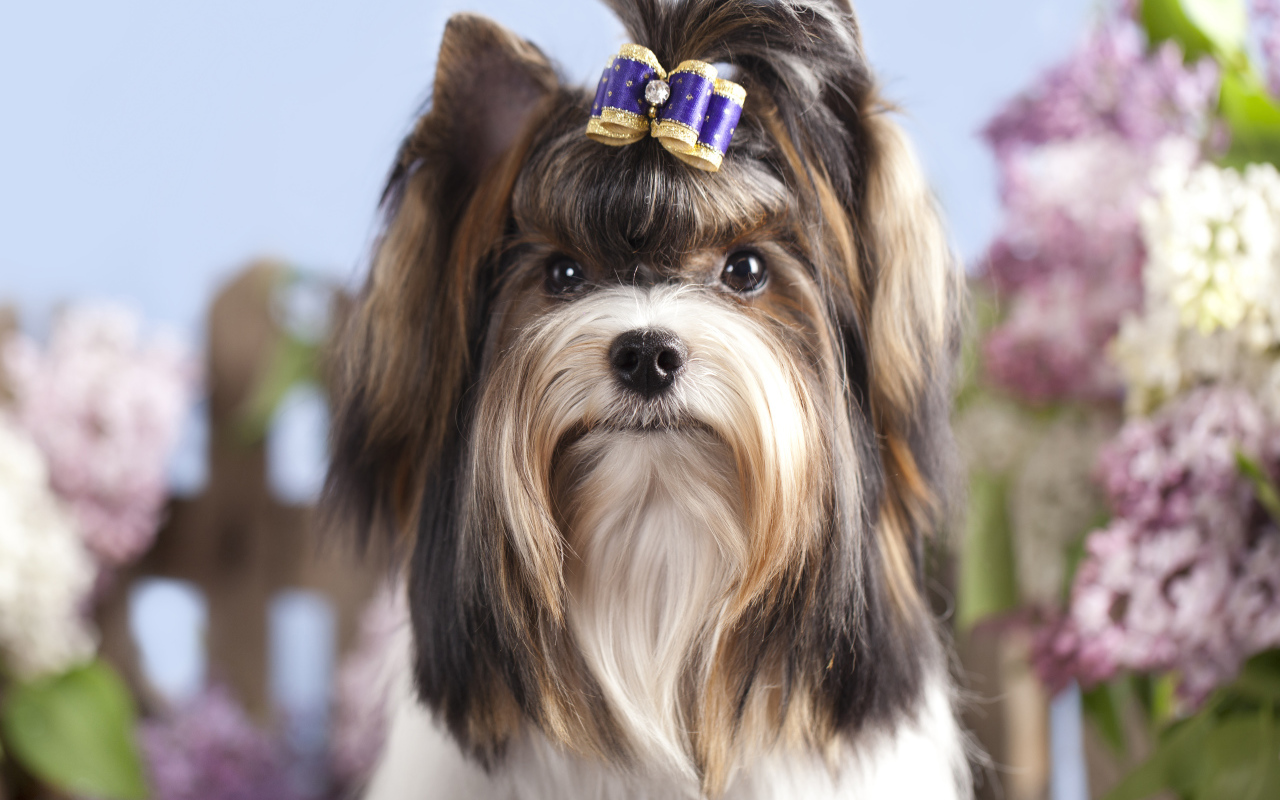 Милый Йоркширский терьер с бантиком на голове