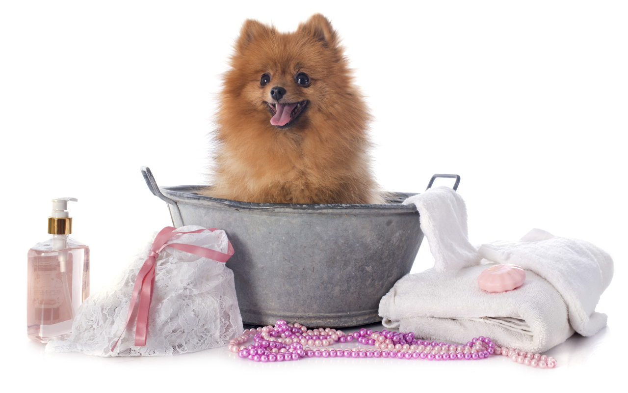 Милый шпиц в тазике с банными принадлежностями на белом фоне
