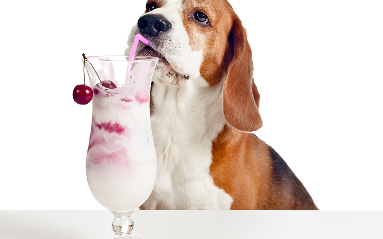 Собака породы бигль с вишневым коктейлем на белом фоне