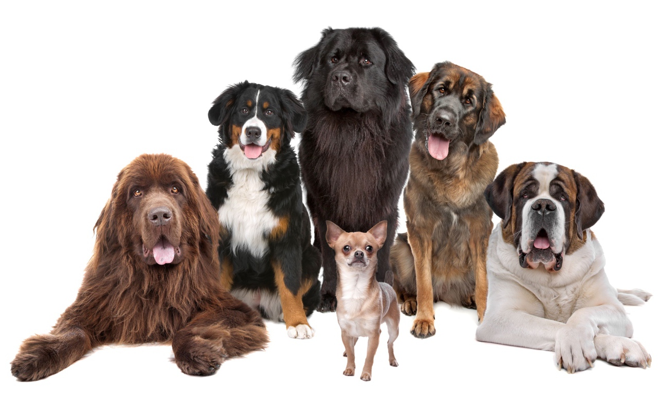 Собаки позируют для портрета на белом фоне